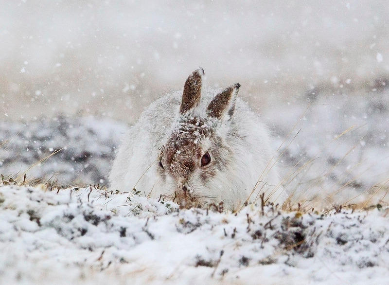 Mountain Hare - Lepus timidus - Cairngorms