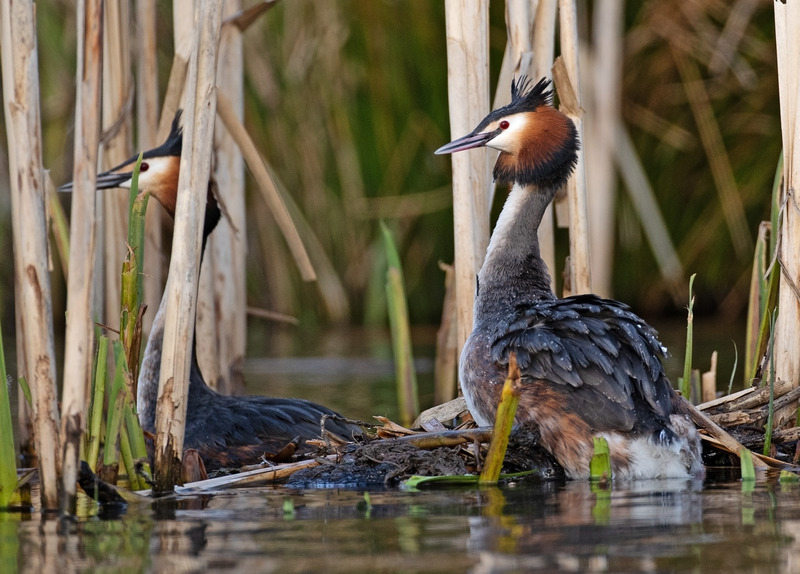 Great Crested Grebe - Podiceps cristatu - Lakes, Streams and Ponds