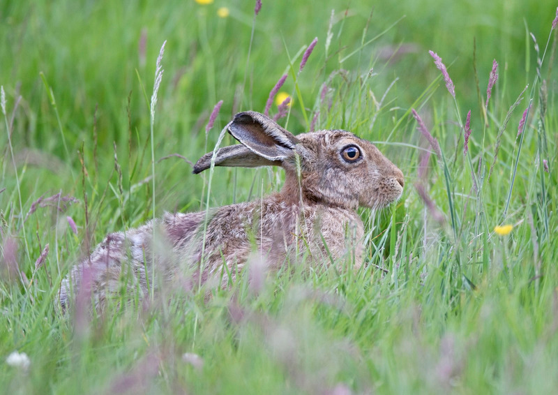 Brown Hare - Lepus europaeus - Cairngorms