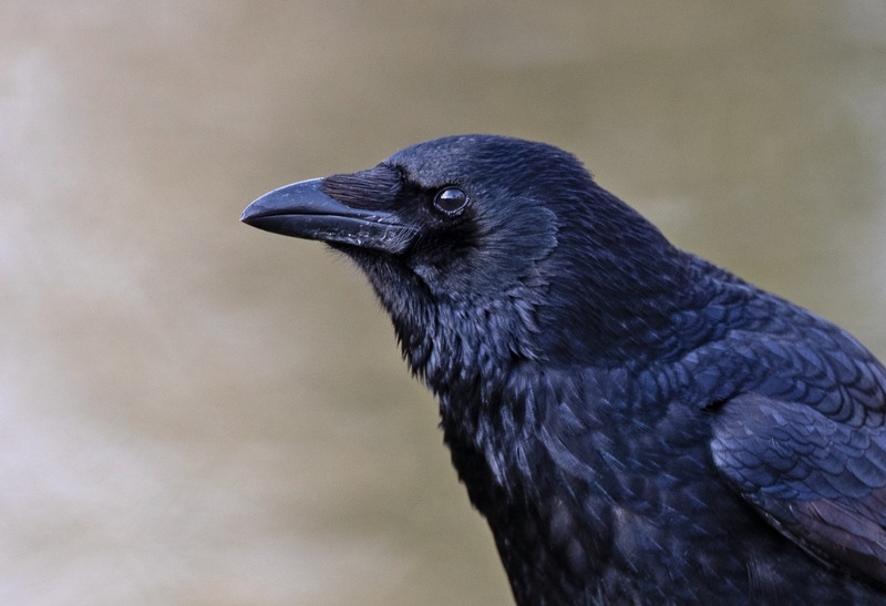 Carrion Crow | Appleton Wildlife