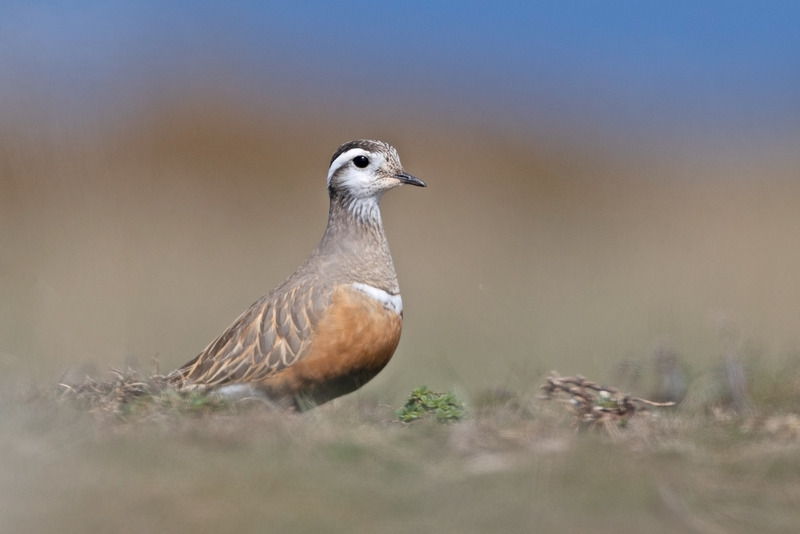 Dotterel | North Wales