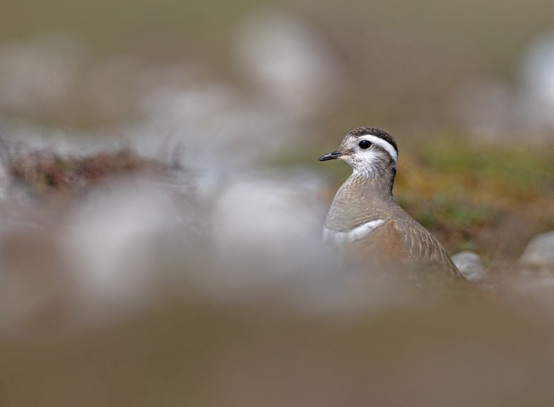 Female Dotterel