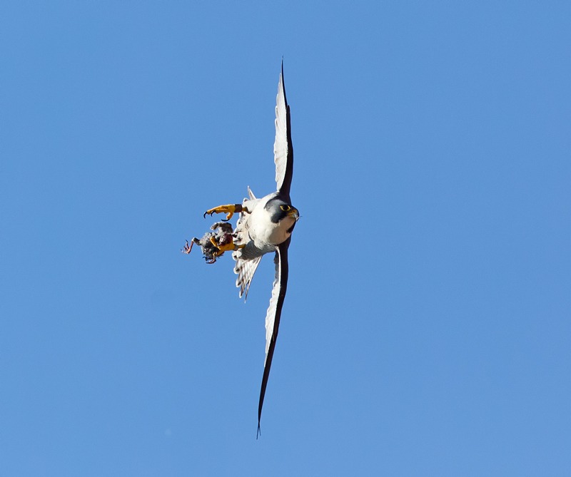 Peregrine Flacon and Woodpigeon