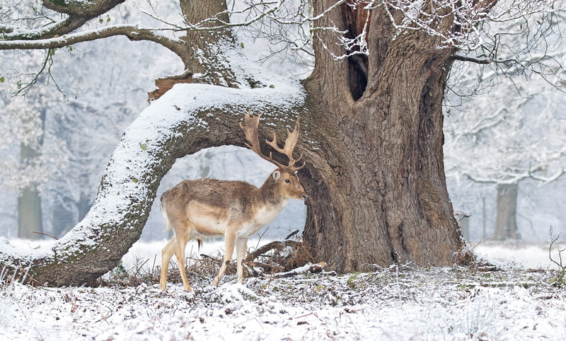 Fallow Deer - Dama dama - Mammals