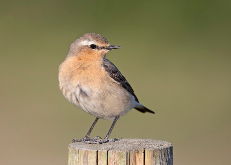 Wheatear | Frodsham Marsh