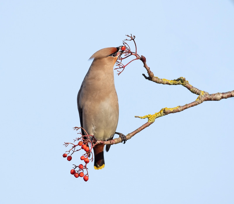 Waxwing - Bombycilla garrulus - Hedgerows and Woodland