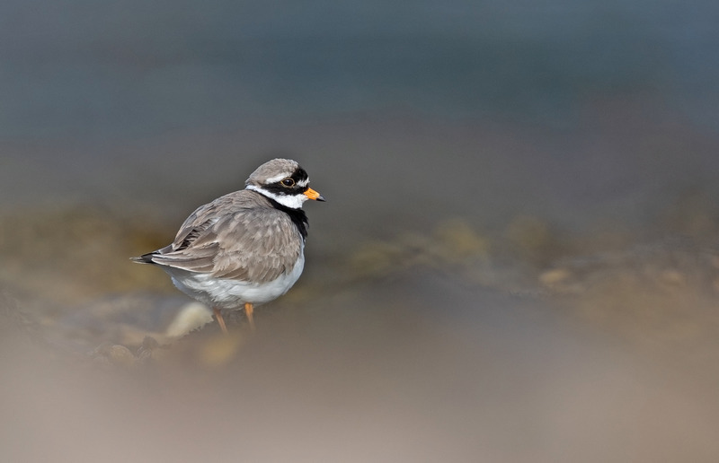 Ringed Plover