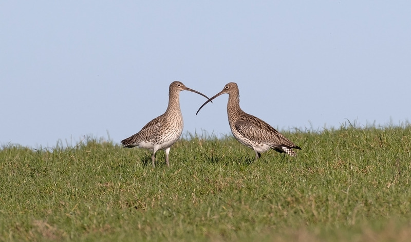 Curlew - Numenius arquata - The Coast