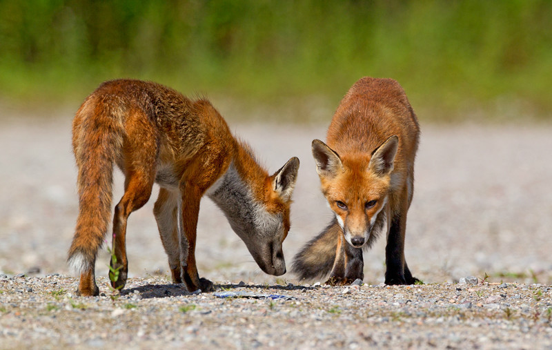 Red Foxes