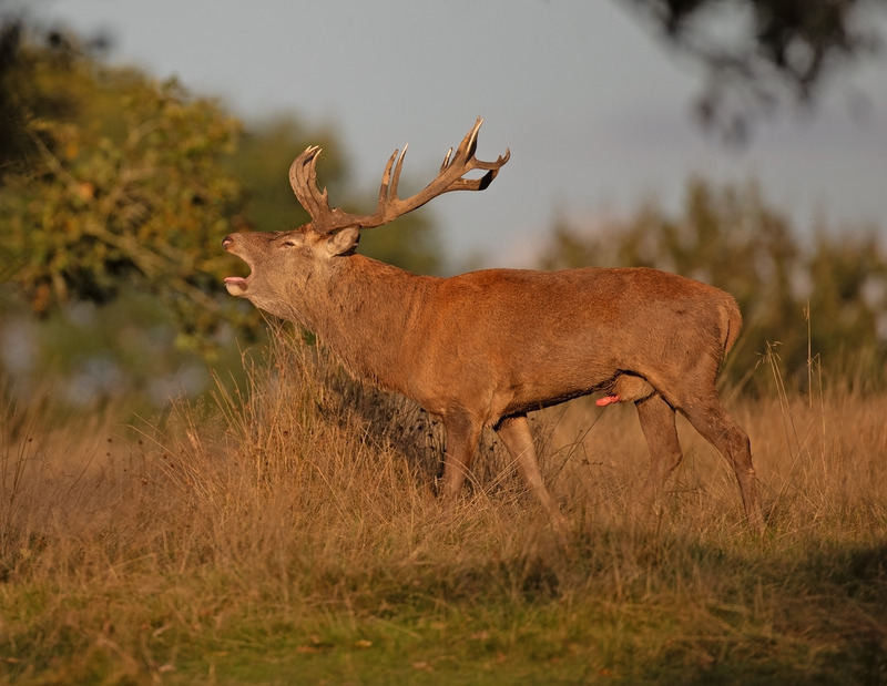 Red Deer - Cervus elaphus - Mammals