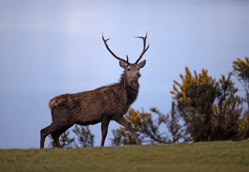 Red Deer - Red Deer - Cervus elaphus - Ardnamurchan