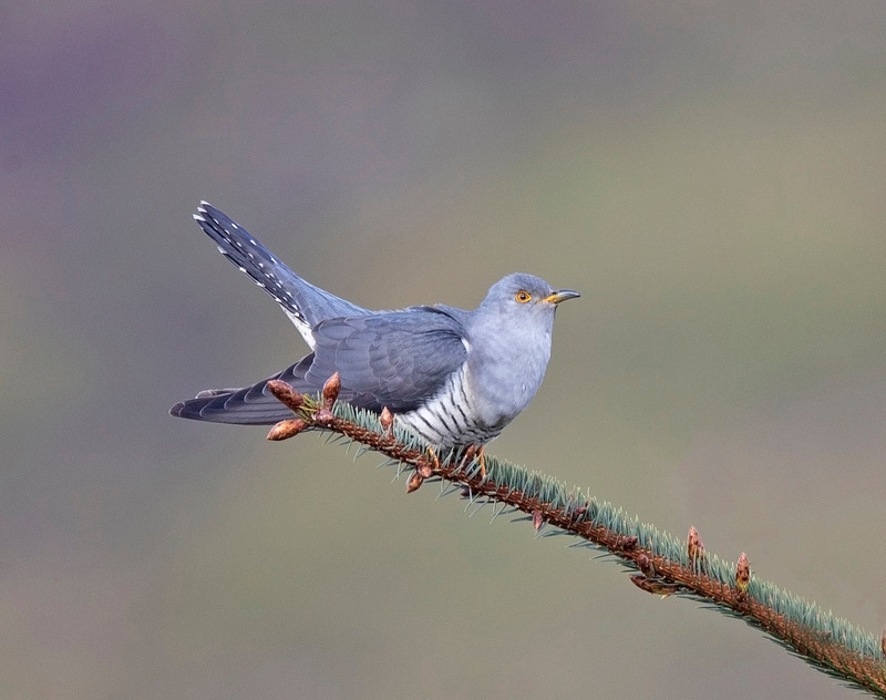 Cuckoo | North Wales Wildlife