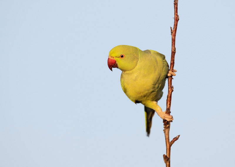 Ring Necked Parakeet - Psittacula krameri - Hedgerows and Woodland