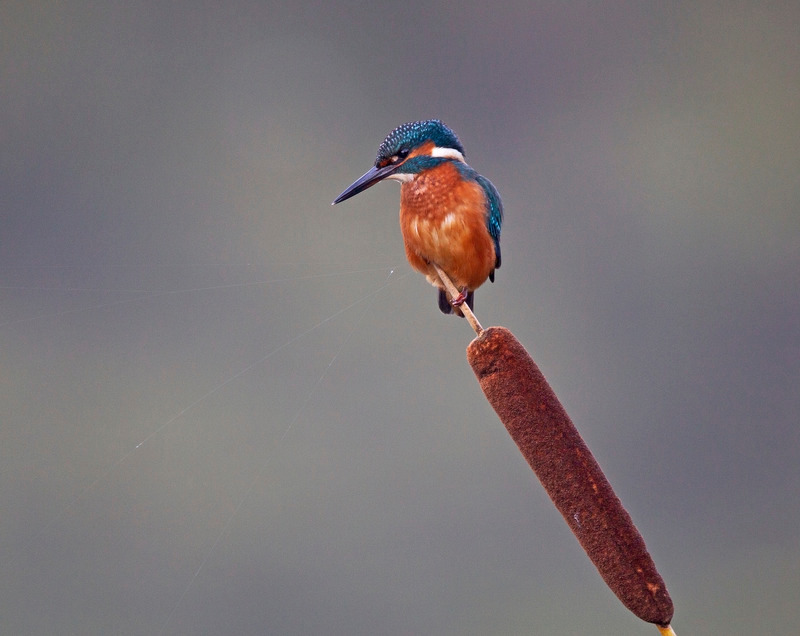 Kingfisher - Alcedo atthis - Lakes, Streams and Ponds