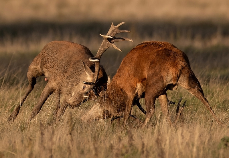 Graham Manson Photography