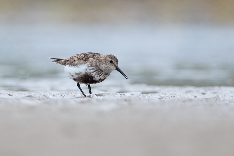 Dunlin | Ardnamurchan