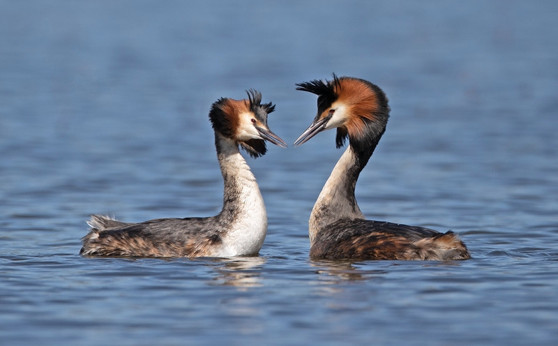 Great Crested Grebe - Podiceps cristatu - Lakes, Streams and Ponds