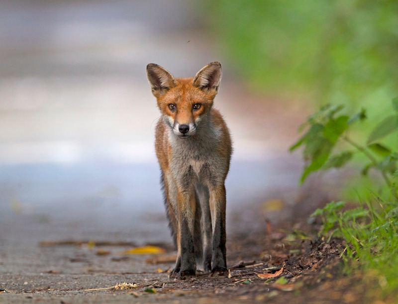 Red Fox
