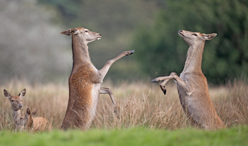 Hinds “boxing” | Red Deer behaviour.