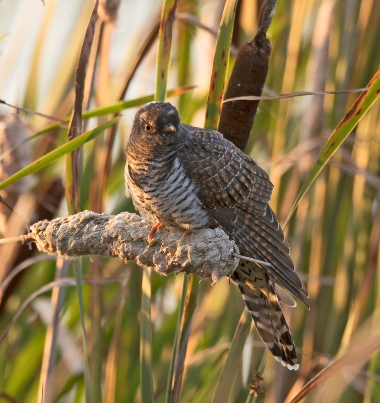 Cuckoo (juv) - Cuculus canorus - Hedgerows and Woodland