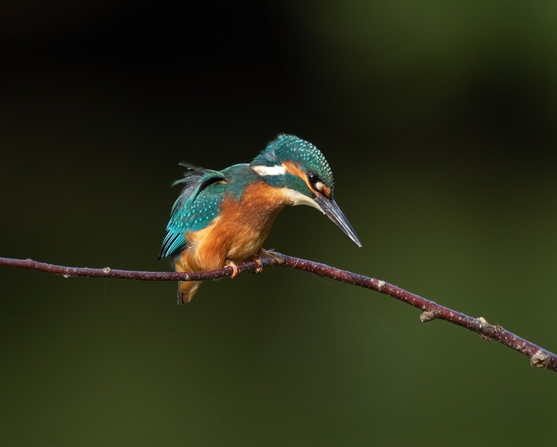 Moore Nature Reserve | Kingfisher