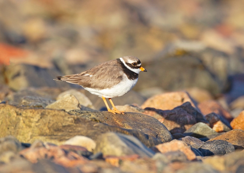 Ringed Plover