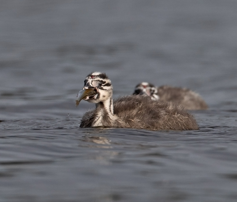 Great Crested Grebe - Podiceps cristatu - Lakes, Streams and Ponds