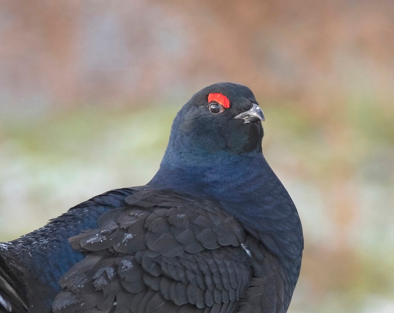 Black Grouse | Wildlife Photography
