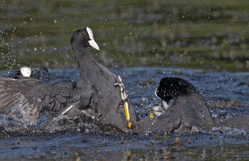 Coots | Moore Nature Reserve