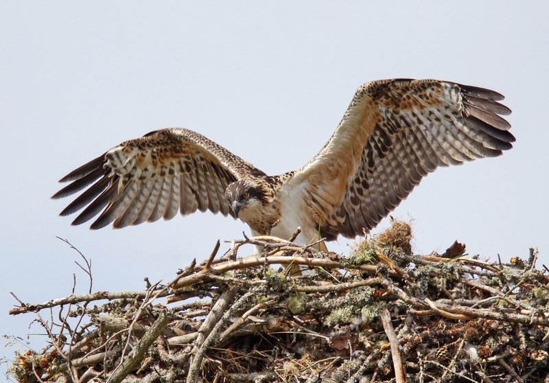 Osprey