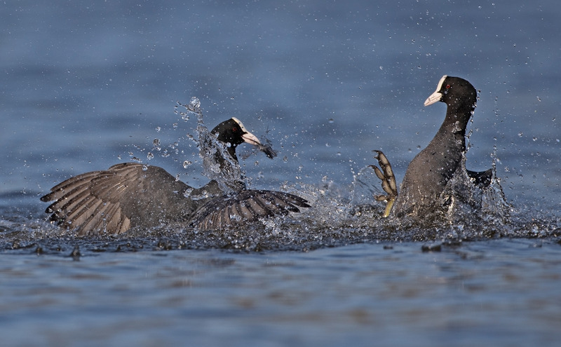 Coot - Fulica atra - Lakes, Streams and Ponds