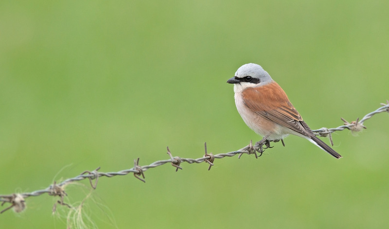 Red-backed Shrike - Lanius collurio - Meadows, Fields and Open spaces