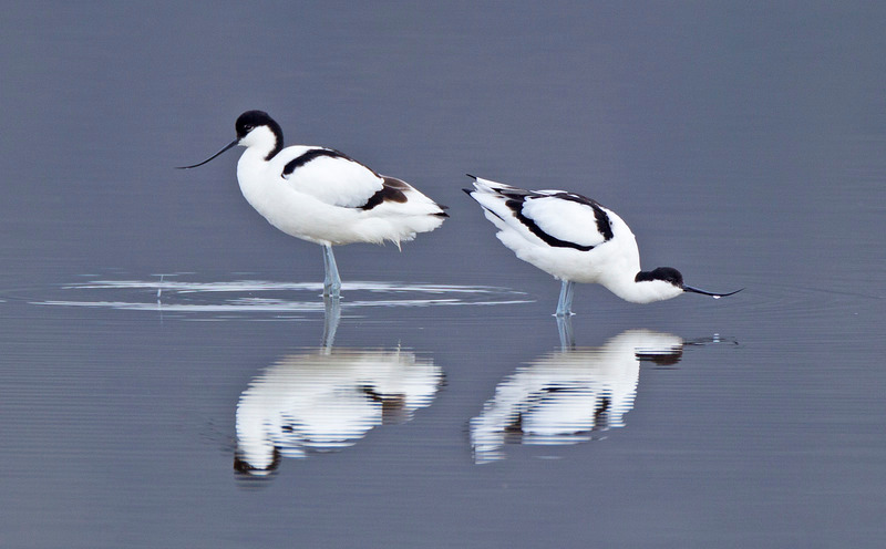 Avocet - Recurvirostra avosetta - The Coast