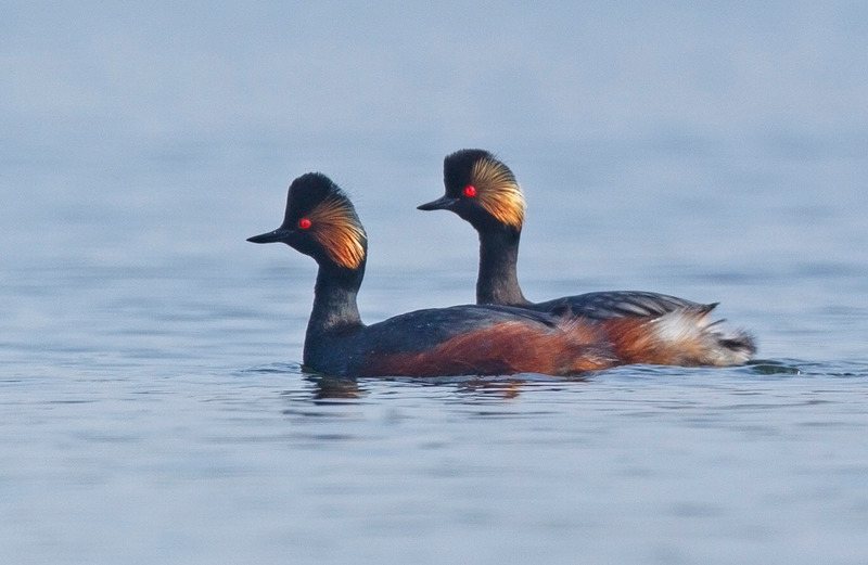 Black-necked Grebe - Podiceps nigricollis - Lakes, Streams and Ponds