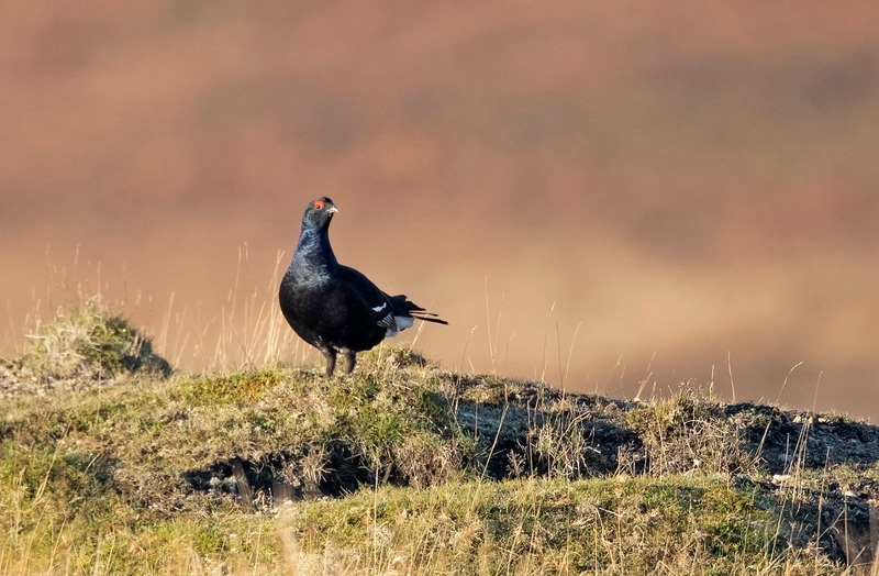 Black Grouse