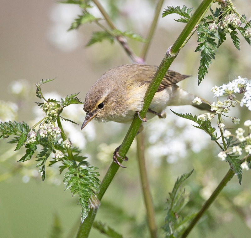 Chiffchaff - Phylloscopus collybita - Hedgerows and Woodland