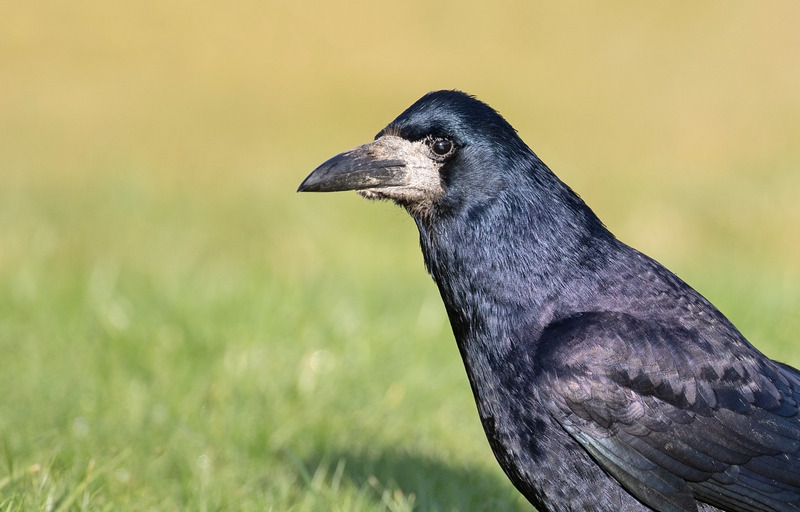 Rook Wildlife Photography