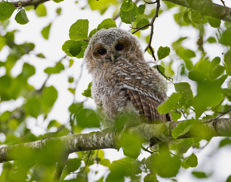 Tawny Owl - Strix aluco - Birds of prey