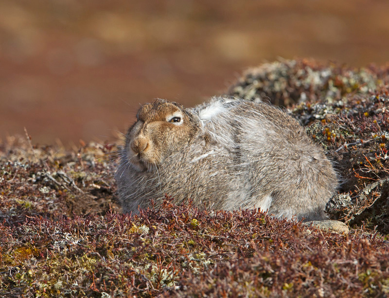 Mountain Hare - Lepus timidus - Cairngorms
