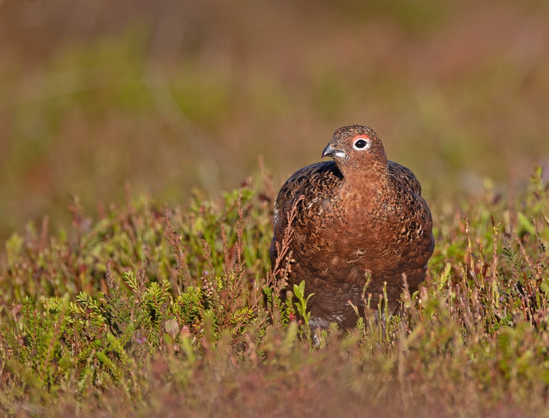 Red Grouse - Lagopus lagopus - On the moors