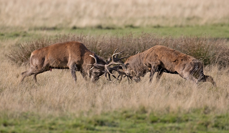 Red Deer Stag | Rutting