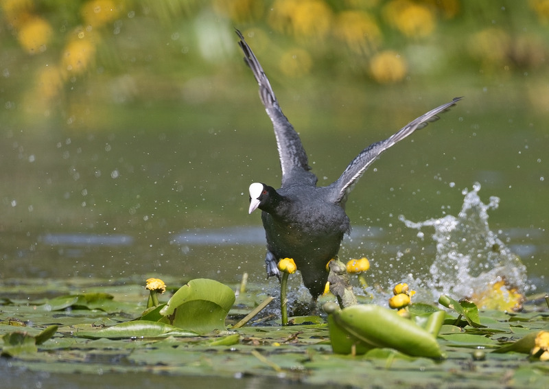 Coot | Pineways