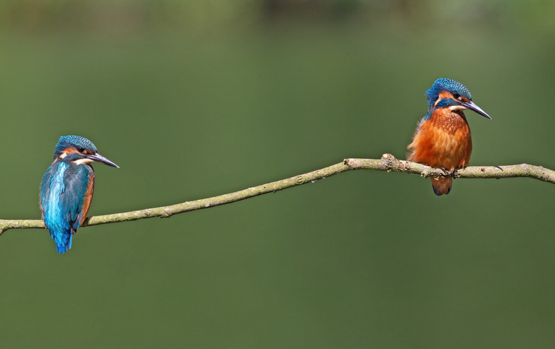 Kingfishers