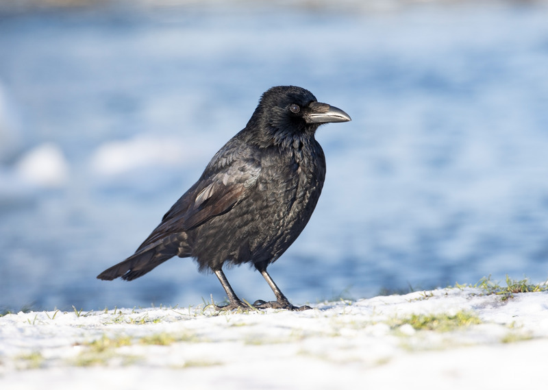 Carrion Crow - Corvus corone - Hedgerows and Woodland