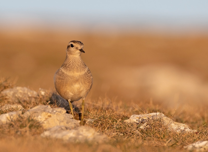 Dotterel