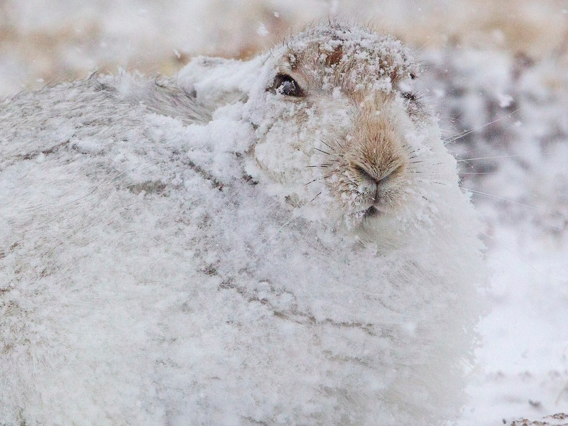 Mountain Hare in snow