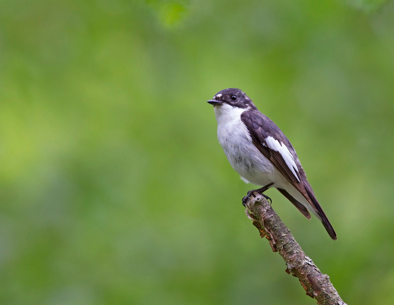Pied Flycatcher - Ficedula hypoleuca - Hedgerows and Woodland