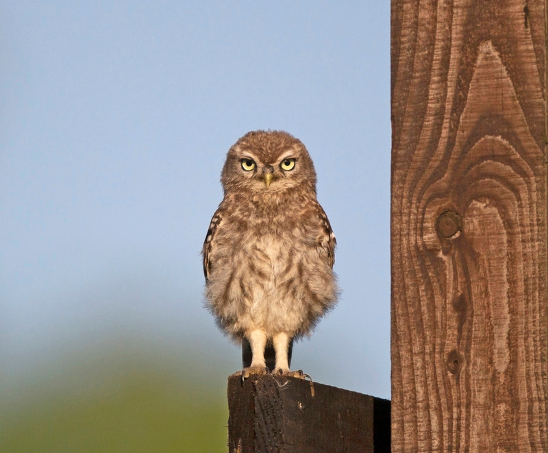 Little Owl in the evening sunshine