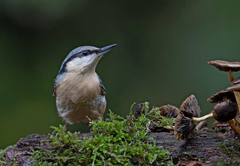 Nuthatch - Sitta europaea - Hedgerows and Woodland