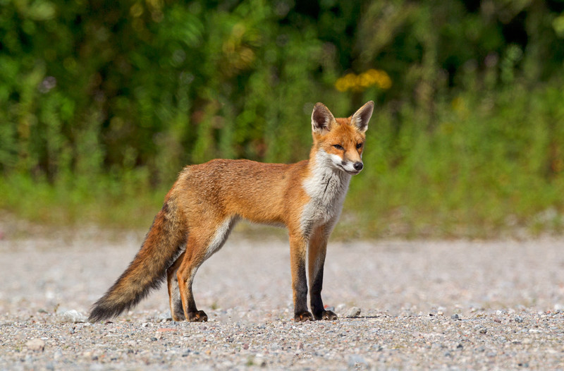 Red Fox - Vulpes vulpes - Mammals